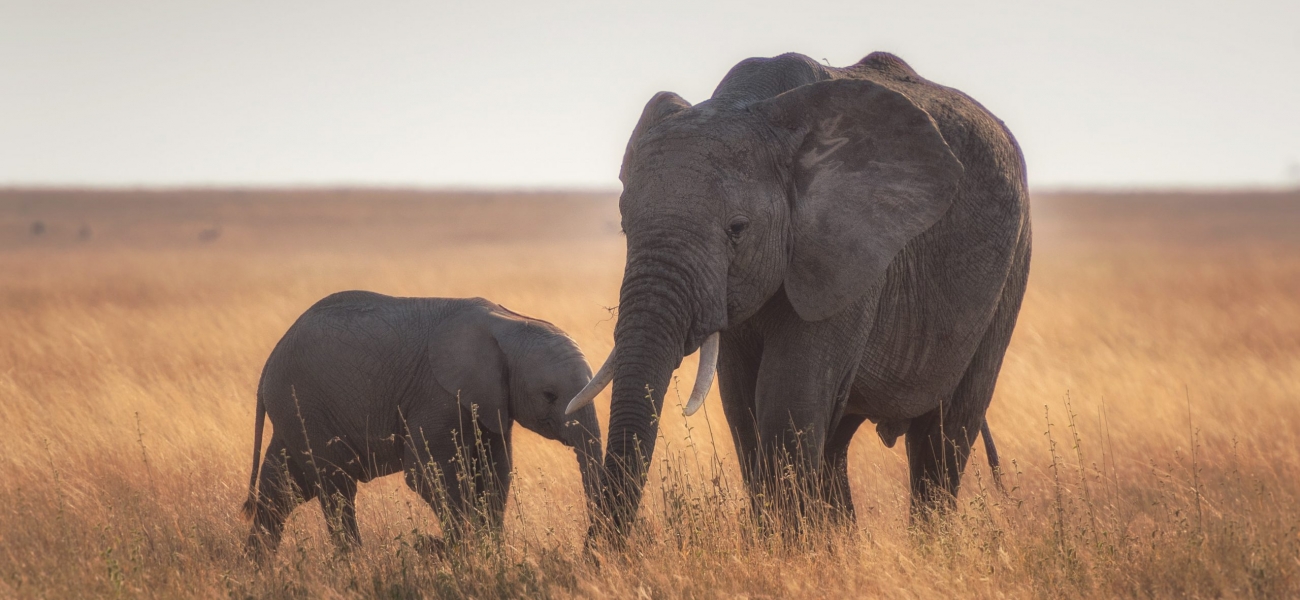 elephants standing on dried grass