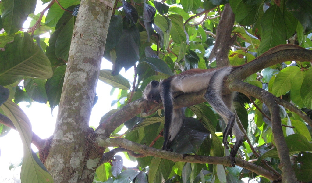 La scimmia red colobus