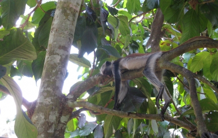 La scimmia red colobus