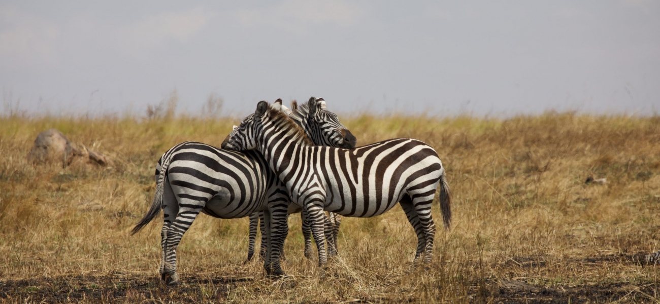 2 zebra on brown grass field during daytime
