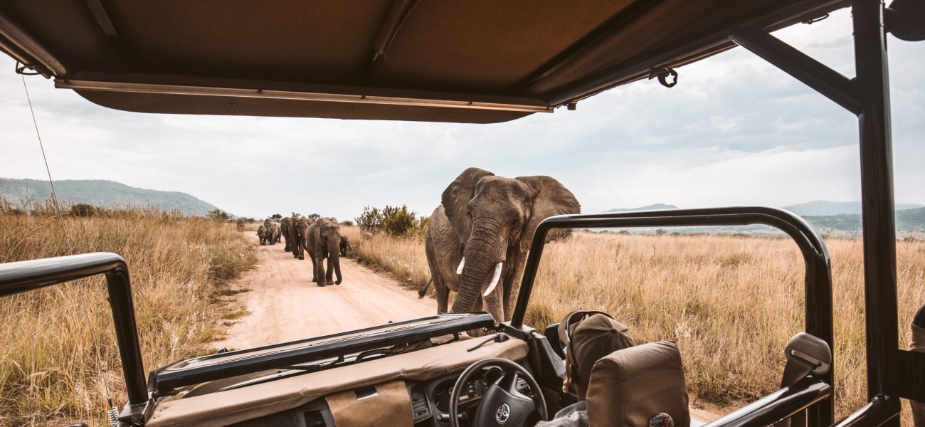 elephants on rad