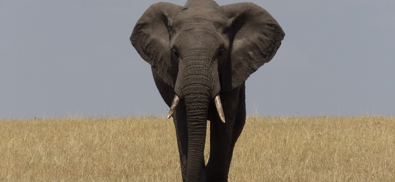 grey elephant on brown grass field during daytime