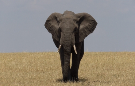 grey elephant on brown grass field during daytime
