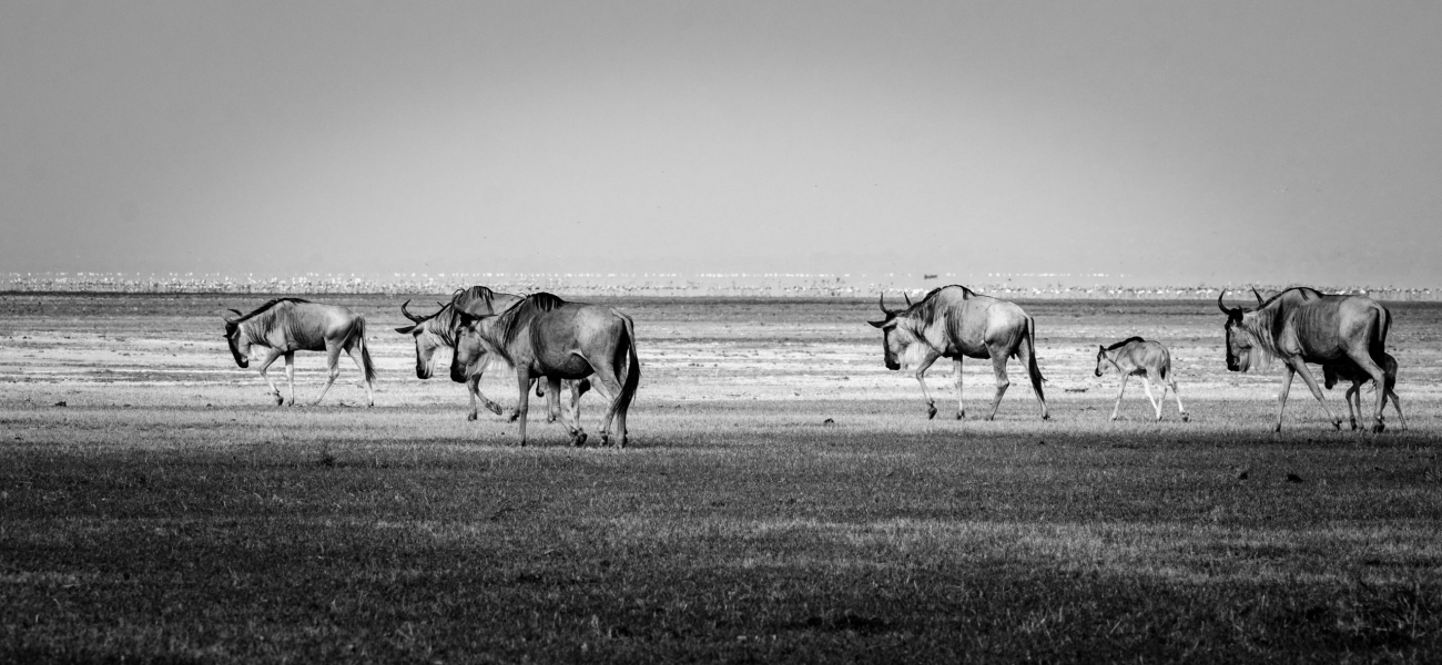 grayscale photography of wildebeests on ground