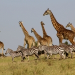 group of giraffes and zebras
